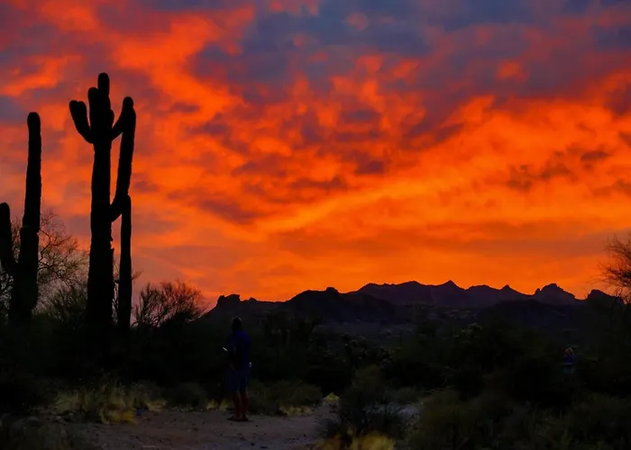 Oleander Chandler/ocotillo *